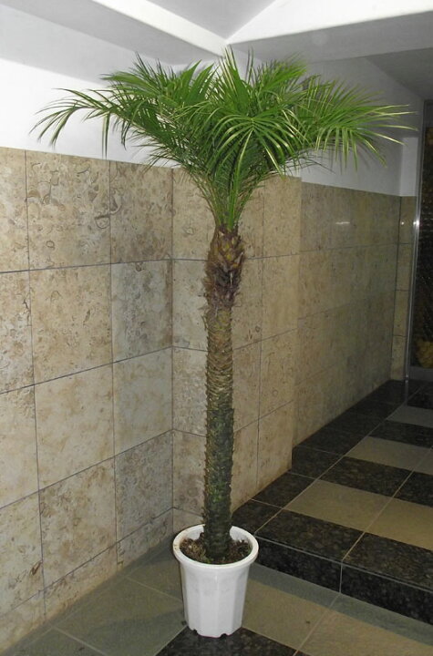 楽天市場】観葉植物 ヤシ フェニックス ロベレニー 10号 210cm ＊会社 