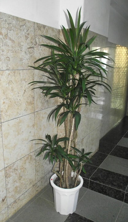 楽天市場】観葉植物 青ドラセナ 160＊会社・店舗・病院等は送料割引 