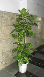 ϗtA tBJX AeV[}iAeBV}j S̖ ЁEX܁Ea@͑I