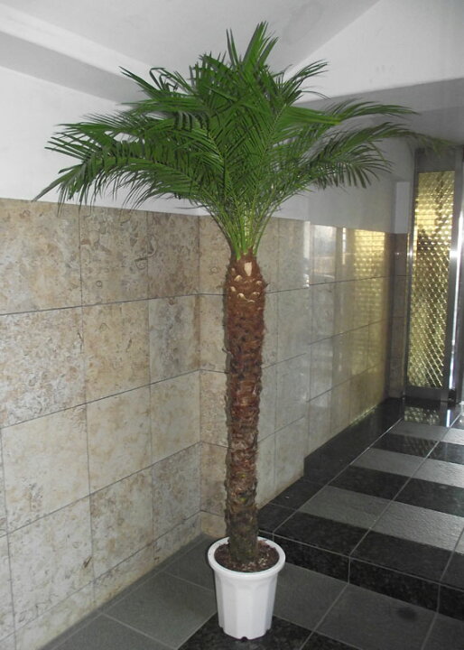 楽天市場】観葉植物 ヤシ フェニックス ロベレニー 10号 230 ＊会社 