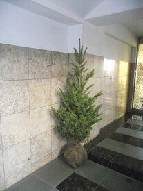 本物のもみの木（モミの木／樅の木）根巻き（鉢なし）180cm クリスマスツリー 植物・植木 ＊会社・店舗・病院等は送料割引あり！