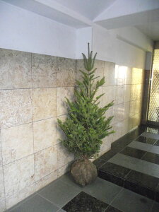 {݂̖̂؁i~̖؁^̖؁jiȂj180cm NX}Xc[ AEA ЁEX܁Ea@͑I