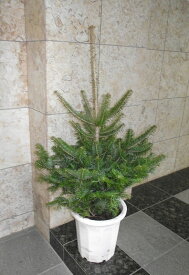 現品お届け 本物のもみの木（モミの木／樅の木） 130cm♪ クリスマスツリー ＊会社・店舗・病院等は送料割引あり！