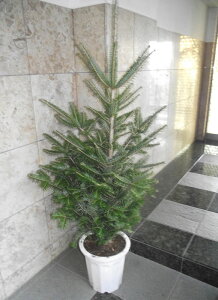 {݂̖̂؁i~̖؁^̖؁jA 170cmNX}Xc[ ЁEX܁Ea@͑I