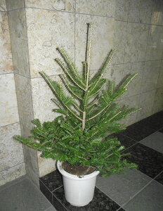 i͂ {݂̖̂؁i~̖؁^̖؁j 110cm NX}Xc[ ЁEX܁Ea@͑I