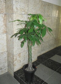 観葉植物　パキラ　ねじねじ　8号