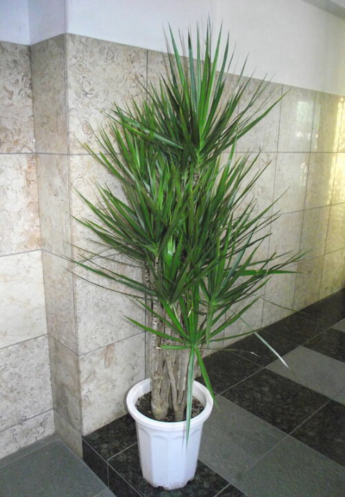 楽天市場】観葉植物 ドラセナ コンシンネ マジェンタ : 花右衛門