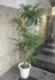 楽天市場】青インチ : 花右衛門