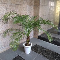 楽天市場】フェニックス 観葉植物（種類（植物）ヤシ）の通販