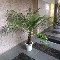 楽天市場】フェニックスロベレニー（サイズ（植木鉢）10 ～ 12号）の通販