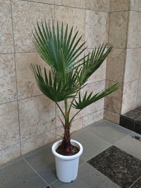 楽天市場】植物 ワシントンヤシ 120 : 花右衛門