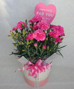 ピンクカーネーションの鉢植え かわいい鉢カバー入り　母の日花ギフト
