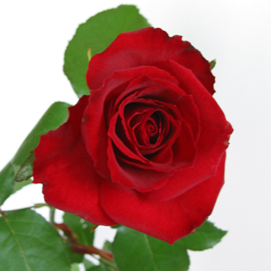 特選 深紅のバラ 赤いバラ の花束 1本 早割クーポン 高級品