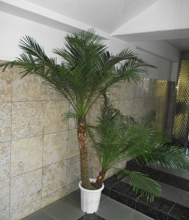 楽天市場】観葉植物 フェニックス ロベレニー 2株 現品お届け ＊会社  