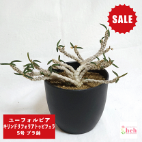 楽天市場】コーデックス 種（種類（植物）ユーフォルビア）の通販