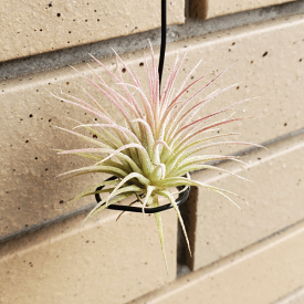 楽天市場 砂漠 植物の通販