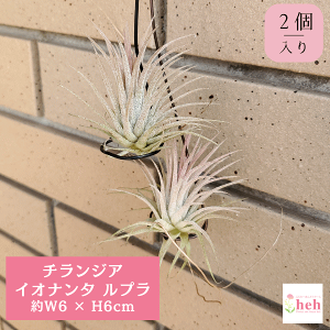 GA[vc CIi^ v 2 `WA ݂艺   Mtg v[g Ǌ|  CeA  ϗt  A JX a Vz LO 蕨 LO
