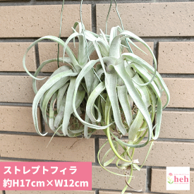 楽天市場 ストレプトフィラの通販