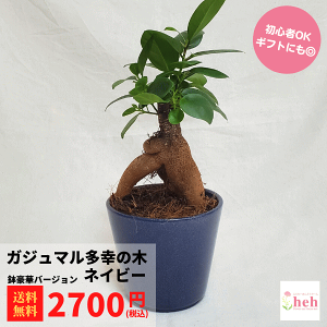 ガジュマル 3.5号 陶器鉢 ネイビー 塊根植物 コーデックス 種類 鉢 多幸の木 小型 花 木 屋外 室内 ビザール プランツ 観葉 かわいい ギフト 開店 誕生日 新築 鉢物 結婚 プレゼント 記念日 多