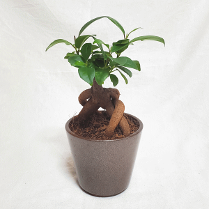 ガジュマル 観葉植物の人気商品 通販 価格比較 価格 Com ガジュマル 観葉植物の人気商品 通販 価格比較 価格 Com