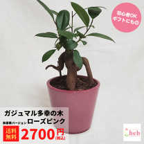 【特大株】【高さ100㎝超え】ガジュマル 曲げ木 塊根植物 コーデックス 多肉 Amazon.co.jp: 【特大株】 【高さ100㎝超え】 ガジュマル 曲げ木