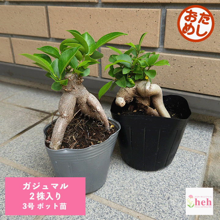 塊根植物 3株セット 観葉植物 塊根植物」の人気商品一覧 | 安い商品