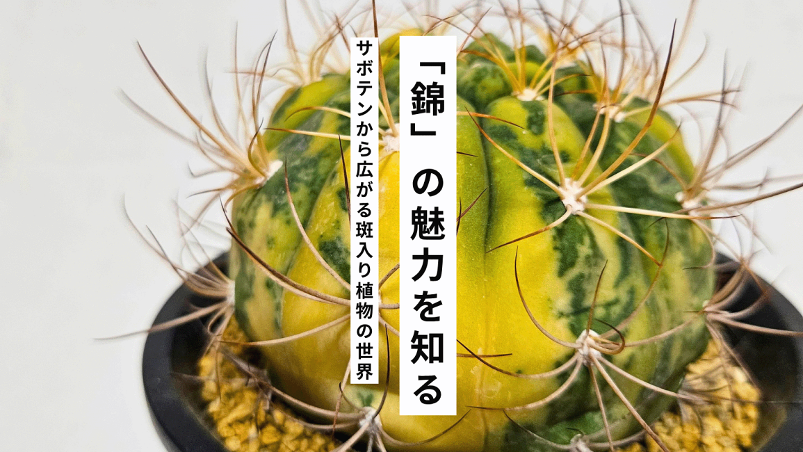 楽天市場 | ふらわーあんどぐりーんheh - 「錦」の魅力を知る ー