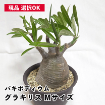 楽天市場】パキポディウム グラキリス（観葉植物｜花・観葉植物）：花