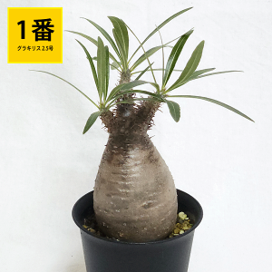 観葉植物 コーデックス 塊根植物」の人気商品一覧・価格比較 - 価格.com