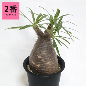 観葉植物 コーデックス 塊根植物」の人気商品一覧・価格比較 - 価格.com