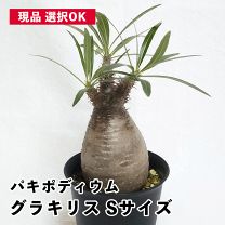 【現品】塊根植物 パキポディウムグラキリス ５号鉢 塊根植物【一点物】パキポディウム・グラキリス / 幹幅約6cm×高さ18cm