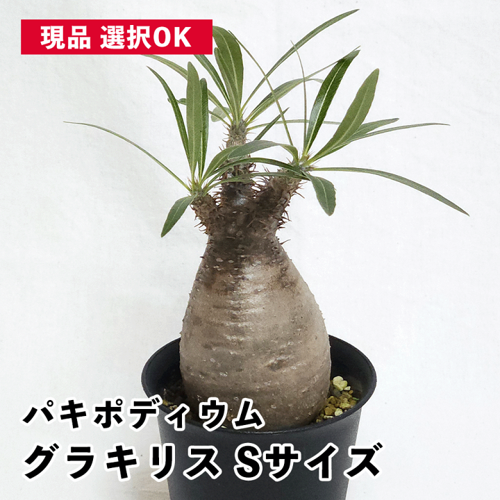 楽天市場】パキポディウム グラキリス 2.5号 3号 プラ鉢 塊根植物 土