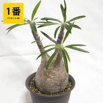 楽天市場】グラキリス（サイズ（植木鉢）4 ～ 6号）の通販