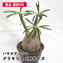 楽天市場】パキポディウム グラキリス（イベント・祝日父の日）の通販