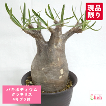 楽天市場】グラキリス（サイズ（植木鉢）4 ～ 6号）の通販