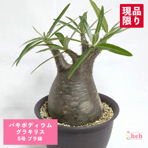 pL|fBE OLX 5 v 򍪐A y   R[fbNX ۉ{ v[g   rU[ vc O ʔ   ϗt  Mtg  JX a Vz  