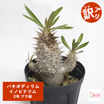イノピナツム　現地球　でっぷり　良型　白肌　ゴマ柄 楽天市場】パキポディウム イノピナの通販