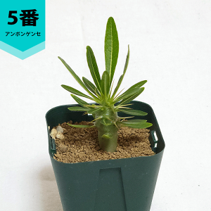 pL|fBE A{QZ 2 v R[fbNX  pL|  v[g   rU[ vc O ʔ   ϗt  Mtg   JX a Vz  