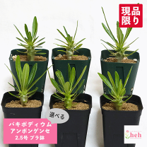 アンボンゲンセ2本　ホロンベンセ1本　　値下げしました。 アンボンゲンセ2本 ホロンベンセ1本 値下げしました。