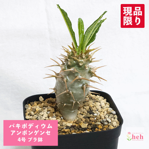 pL|fBE A{QZ 4 v R[fbNX  pL|  v[g   rU[ vc O ʔ   ϗt  Mtg   JX a Vz  