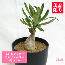 楽天市場】パキポディウム イノピナの通販