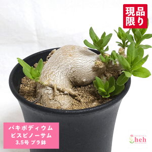 pL|fBE rXsm[T 3.5 v R[fbNX   pL|  v[g  O    ϗt  Mtg v[g   JX a Vz  LO 