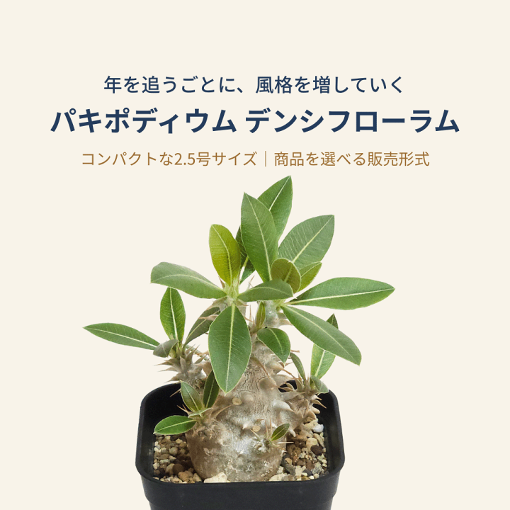 楽天市場】パキポディウム デンシフローラム 2.5号 プラ鉢 塊根植物 土