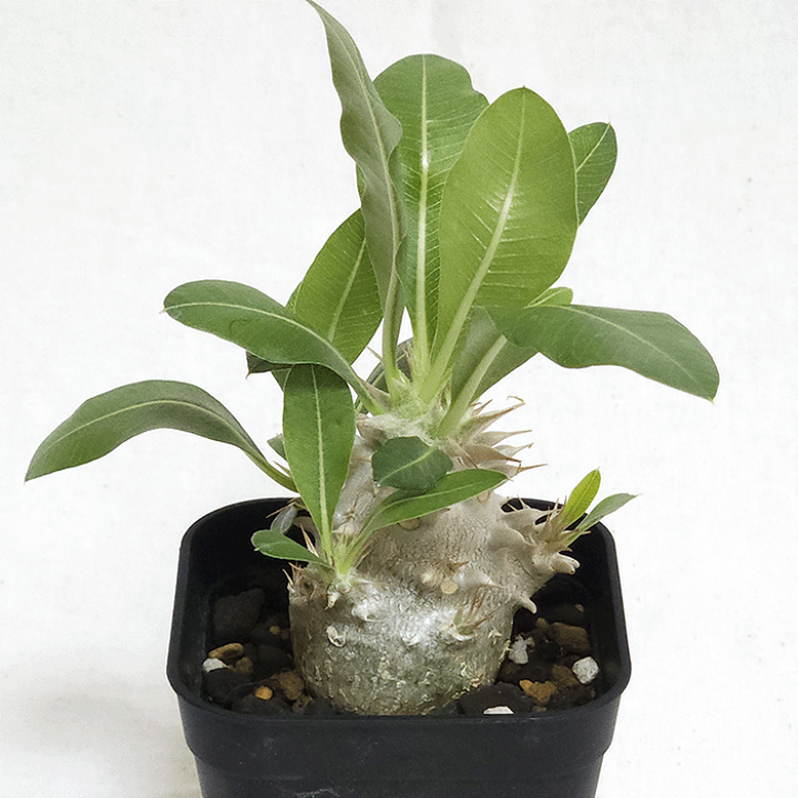 楽天市場】パキポディウム デンシフローラム 2.5号 プラ鉢 塊根植物 土