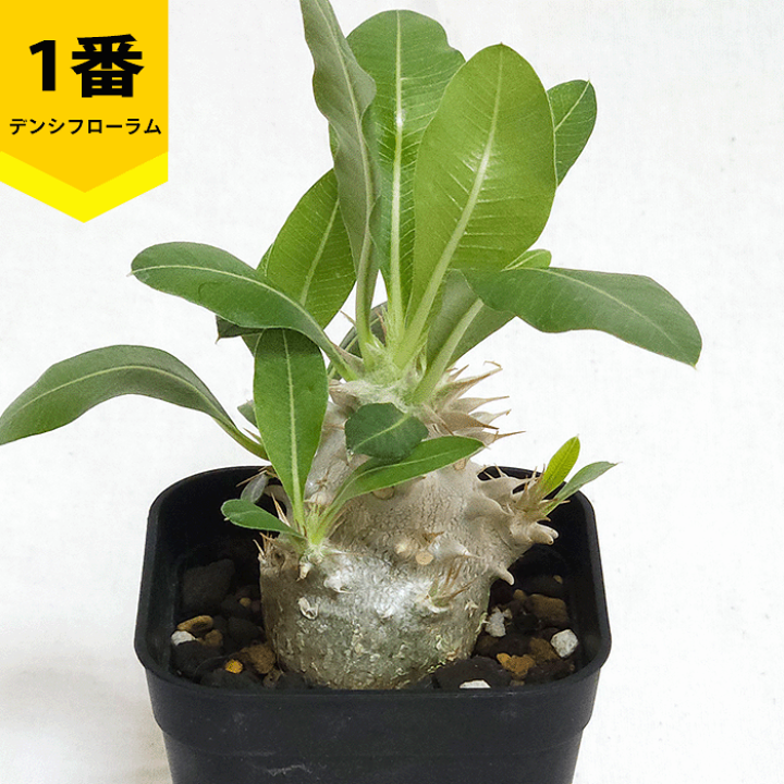 楽天市場】パキポディウム デンシフローラム 2.5号 プラ鉢 塊根植物 土