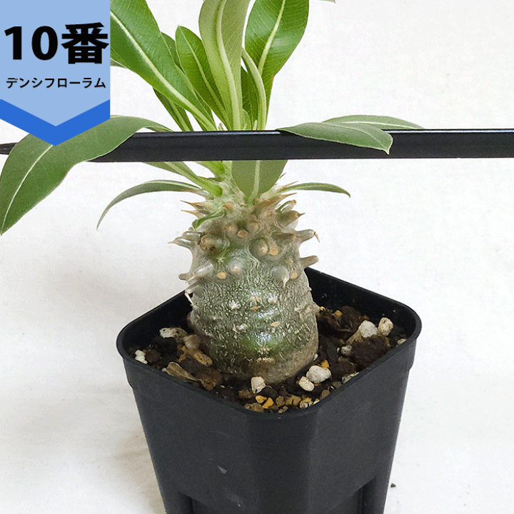 楽天市場】パキポディウム デンシフローラム 2.5号 プラ鉢 塊根植物 土 楽天市場】パキポディウム デンシフローラム 2.5号 プラ鉢 塊根植物 土