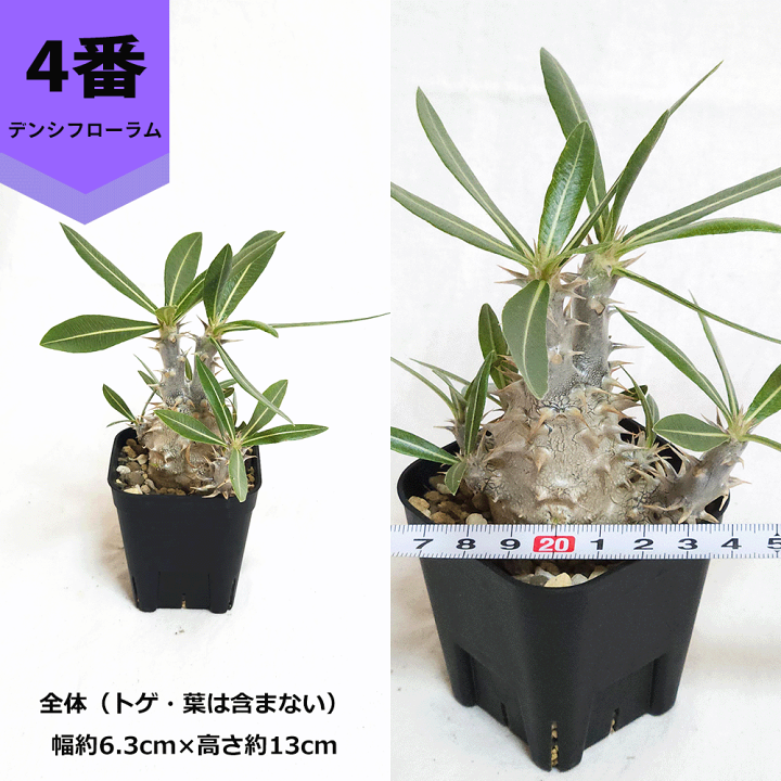 楽天市場】パキポディウム デンシフローラム 2.5号 プラ鉢 塊根植物 土