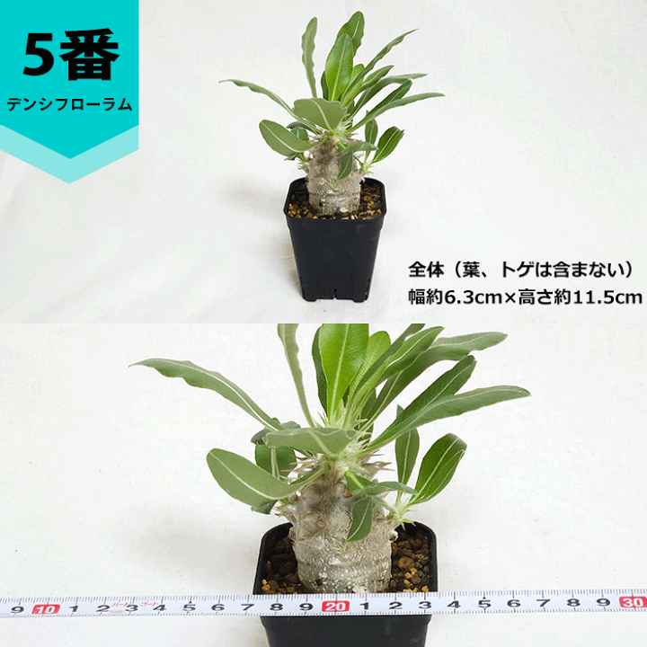 楽天市場】パキポディウム デンシフローラム 2.5号 プラ鉢 塊根植物 土