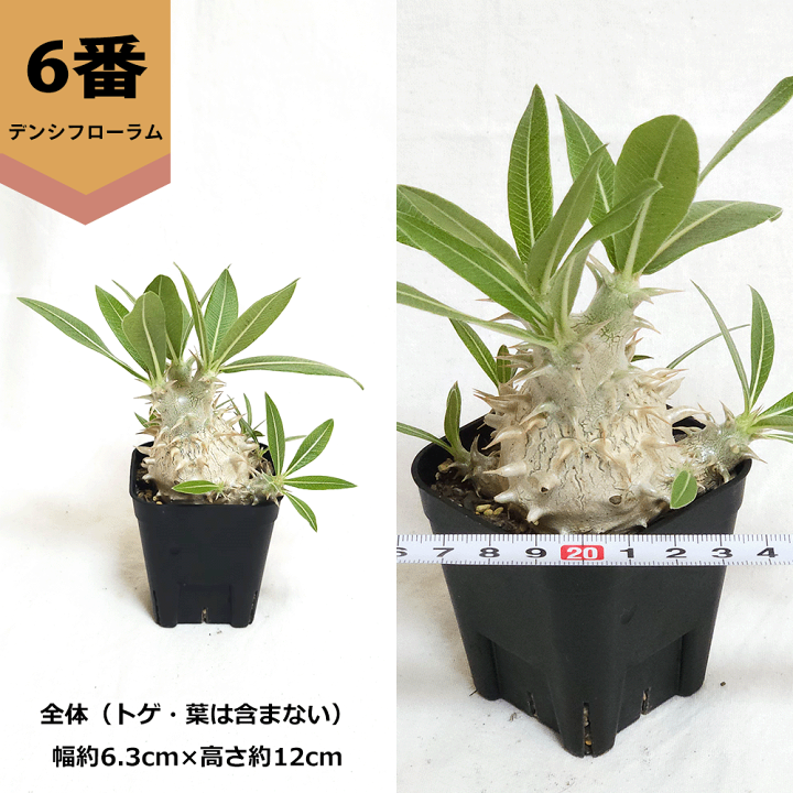 楽天市場】パキポディウム デンシフローラム 2.5号 プラ鉢 塊根植物 土