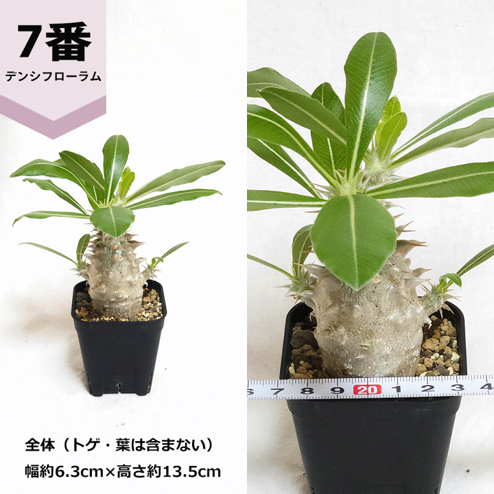 楽天市場】パキポディウム デンシフローラム 2.5号 プラ鉢 塊根植物 土